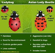 An online resource devoted to north american insects, spiders and their kin, offering identification, images, and information. 13 Types Of Ladybugs With Pictures Including Asian Lady Beetle