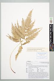 Image result for Pteris dentata