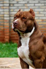 King Leonidas The Popular American Bully Grand Champion With Images Dogs Pitbull Dog