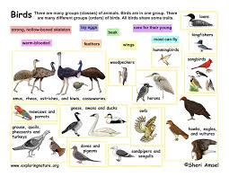 Bird Classification Lecture And Handouts