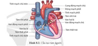 Quan sát hình 8.3: • Nêu sự khác nhau về độ dày của thành tâm nhĩ so với  thành tâm thất