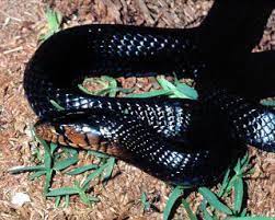 Non Venomous Florida Snakes Pine Snakes King Snakes Brown Snakes Indigo Snakes Snake Reptile Snakes Pine Snake