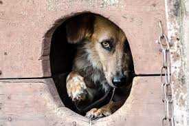 Is a german shepherd puppy a good first dog? Scammers Use This Craigslist Loophole To Sell Sick Pets Or Worse The Animal Rescue Site News