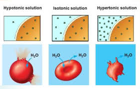 Hypotonic, isotonic, and hypertonic solutions. Docmd On Twitter 10 Cell Tonicity Hypotonic Solution Low Concentration Of Solute Than Of The Cell Water Moves In The Cell Hypertonic Solution High Concentration Of Solute Than Of The Cell Water