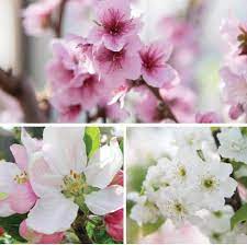 Below we list, explain and provide pictures of the many common fruit trees throughout the world. Fruit Trees Shrubs Mahoney S Garden Center