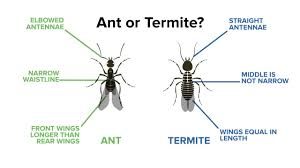Note that termites lose their wings after swarming, so the termite you're looking at may not have any. How To Tell Termites From Ants How To Tell If