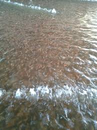 Budidaya jahen merah ini bisa menjadi salah satu. Pembekal Benih Ikan Air Tawar Murah Pembekal Benih Ikan Air Tawar