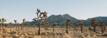 Nicole Thornton and Peter Baiocco's Wedding Registry