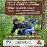 Easy for ALL AGES! Remove Invasive Small Balsam