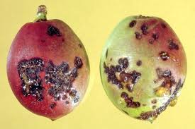 Image result for Pycnobotrya