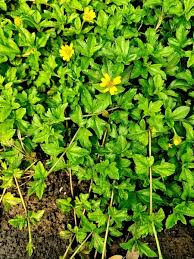 Image result for Calyptocarpus vialis