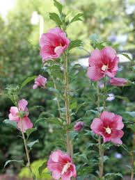 Image result for Hibiscus pusillus