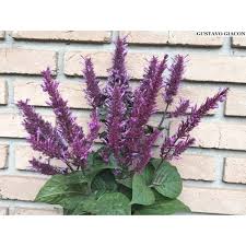 Image result for Odontonema callistachyum