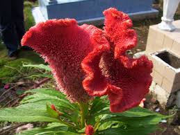 Image result for Celosia argentea