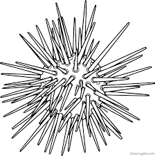 52 free bible coloring pages for kids. Urchin Coloring Page Coloring Data Difficulty