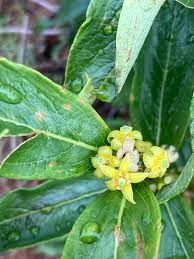 Image result for Fadogiella