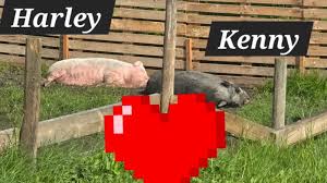 Farm Animals At Our Sanctuary Need Your Help!🙏