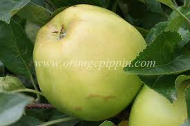 Manuka honey comes from the manuka tree in new zealand and possesses many therapeutic properties. Apple Honeygold Tasting Notes Identification Reviews