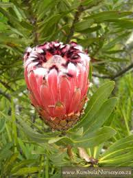 Image result for Protea gaguedi