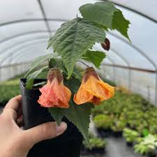 Image result for Abutilon