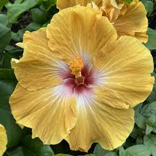 Tropical hibiscus plants are very vulnerable to environmental changes. Magic Sunset Cajun Hibiscus Plant Free Shipping