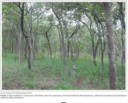 Image result for Cryptosepalum exfoliatum