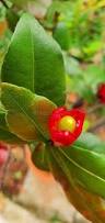 Image result for Ochna kirkii