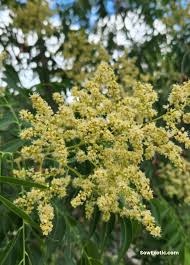 Image result for Sapindus