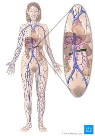 Справки по телефону ☎ 8 800 500 4549. Vena Renalis Nierenvene Anatomie Verlauf Zuflusse Kenhub