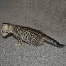 What matters is whether your home provides plenty of places for them to hide, run, and climb. F5 Savannah Kittens Available Savannah Kittens For Sale Generation F5