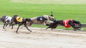 At offtrackbetting.com our goal is to provide our players access to tools and data to improve their handicapping skill, be a better greyhound player, and ultimately, make winning. Florida Voters Ok Ban On Greyhound Racing Sport Will Be Phased Out By End Of 2020 Wciv