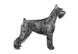 Black And Silver Giant Schnauzer Puppies For Sale Giant Schnauzer D Mendoza Has Giant Schnauzer Puppies For Sale In Upland Ca On Akc Puppyfinder Schnauzer Puppy Puppies For Sale Giant Schnauzer