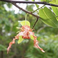 Image result for Monodora grandidieri