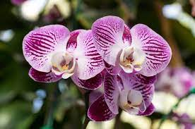 Download Purple Phalaenopsis Orchid Flower For Free Orchid Flower Phalaenopsis Orchid Blooming Orchid