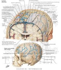 However, detecting vessels is still a challenging task those labeled as background or vessel voxels are excluded from consideration in later computation. Protective Coverings Of The Brain Meninges And Diploic Veins