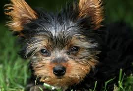 Con las fotos y vídeos que incluimos podrás. Ventajas De Tener Como Mascota Un Perro De Raza Pequena Canal Mascotas