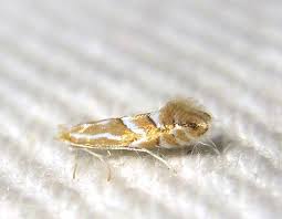 Image result for Phyllonorycter leucographellus