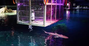 700 x 466 jpeg 203 кб. Georgia Aquarium To Let Visitors Swim With The Sharks Rare