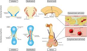 A = epiphysis b = diaphysis c = articular cartilage d = periosteum f = compact bone g = medullary cavity (yellow marrow) h = endosteum j = epiphyseal line (growth plate). Frontiers Calvarial Suture Derived Stem Cells And Their Contribution To Cranial Bone Repair Physiology