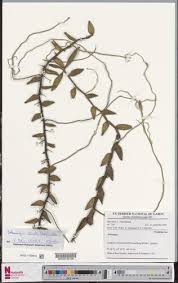 Image result for Solenangis clavata