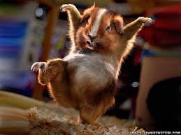 1784 Funny Images Wallpaper Pics For Animal Funny Animal Images Funny Animals Cute Wild Animals