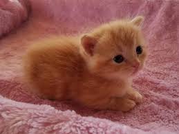 Where it's been found in ontario. Pretty Munchkin Kittens For Sale In Florida Pure Love Cattery