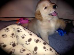 From their first breath and learning to walk, to teething and playtime. Akc Golden Pups Golden Retriever Puppies New Hampshire