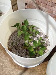 Our Aquaponic Potatoes In A Barrel Experiment Steamy Kitchen Recipes Giveaways