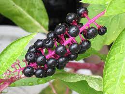 Can be deadly but oh so delicious: How To Get Rid Of Pokeweed Safely Remove It For Good
