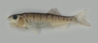 Barilius bendelisis is a fish in genus barilius of the family cyprinidae. New Upload Your Photos And Videos For This Fish Back To Thumbnails Fishbase Record 1 Of 3 Next Page Show All Records Barilius Bendelisis Picture Baben J0 Jpg By Sreekantha Barilius Bendelisis Size Cm 7 2 Sl Locality India Sex Stage Juvenile