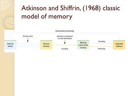 Multi store model of human memory <ul><li>in 1968 atkinson and shiffrin proposed a model of human memory which posited two distinct memory stores: Memory Atkinson And Shiffrin 1968 Classic Model Of Memory Ppt Download