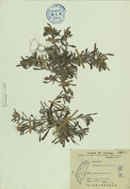 Image result for Gnaphalium polycaulon