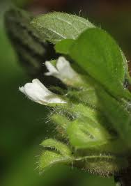 Image result for Phaulopsis