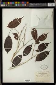 Image result for Cleistanthus polystachyus